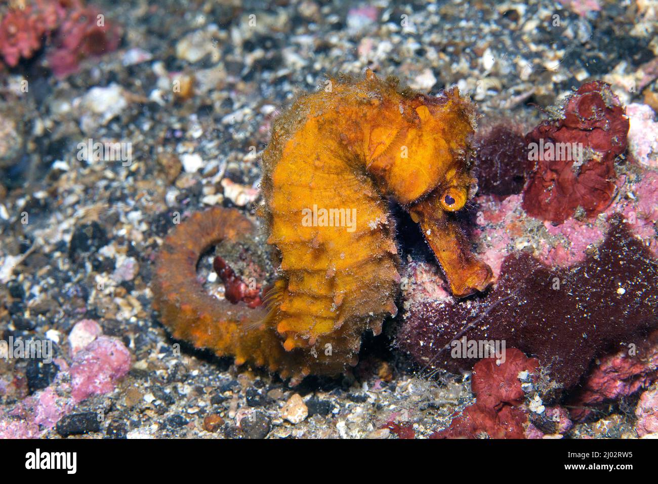 Gemeinsame Seepferdchen und gefleckte Seepferdchen (Hippocampus taeniopterus), Lembeh Strait, Indonesien Stockfoto