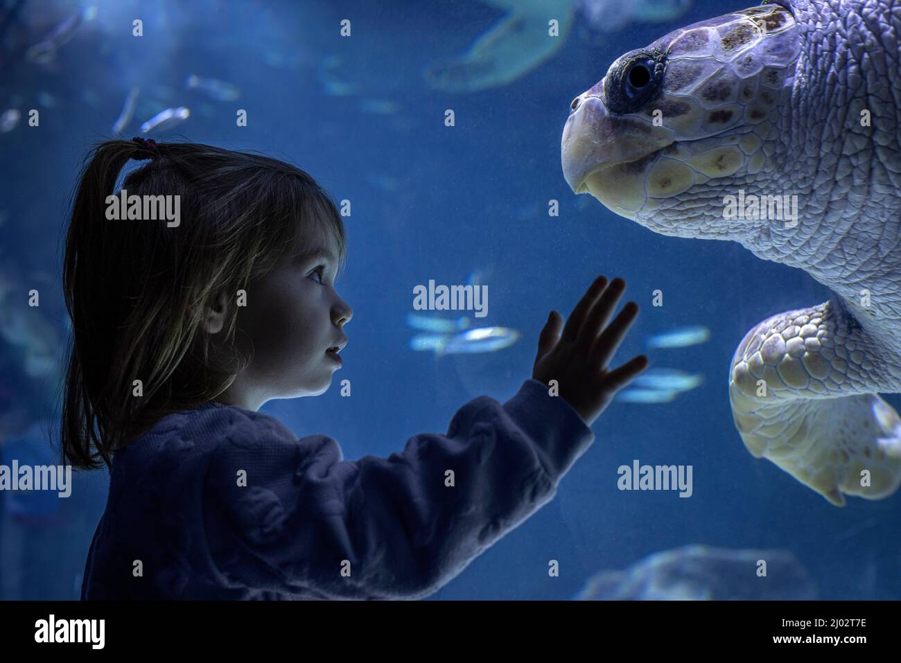 Interaktion zwischen einem kleinen Mädchen und einer Karettschildkröte (Caretta caretta) in einem Aquarium. Stockfoto