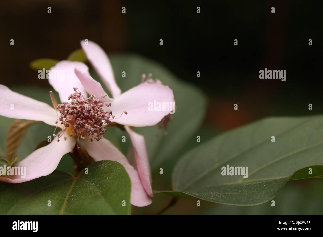 Annatto, Lippenstift-Baum, Urucum (Bixa orellana), Blumen, Indien, Odisha Stockfoto