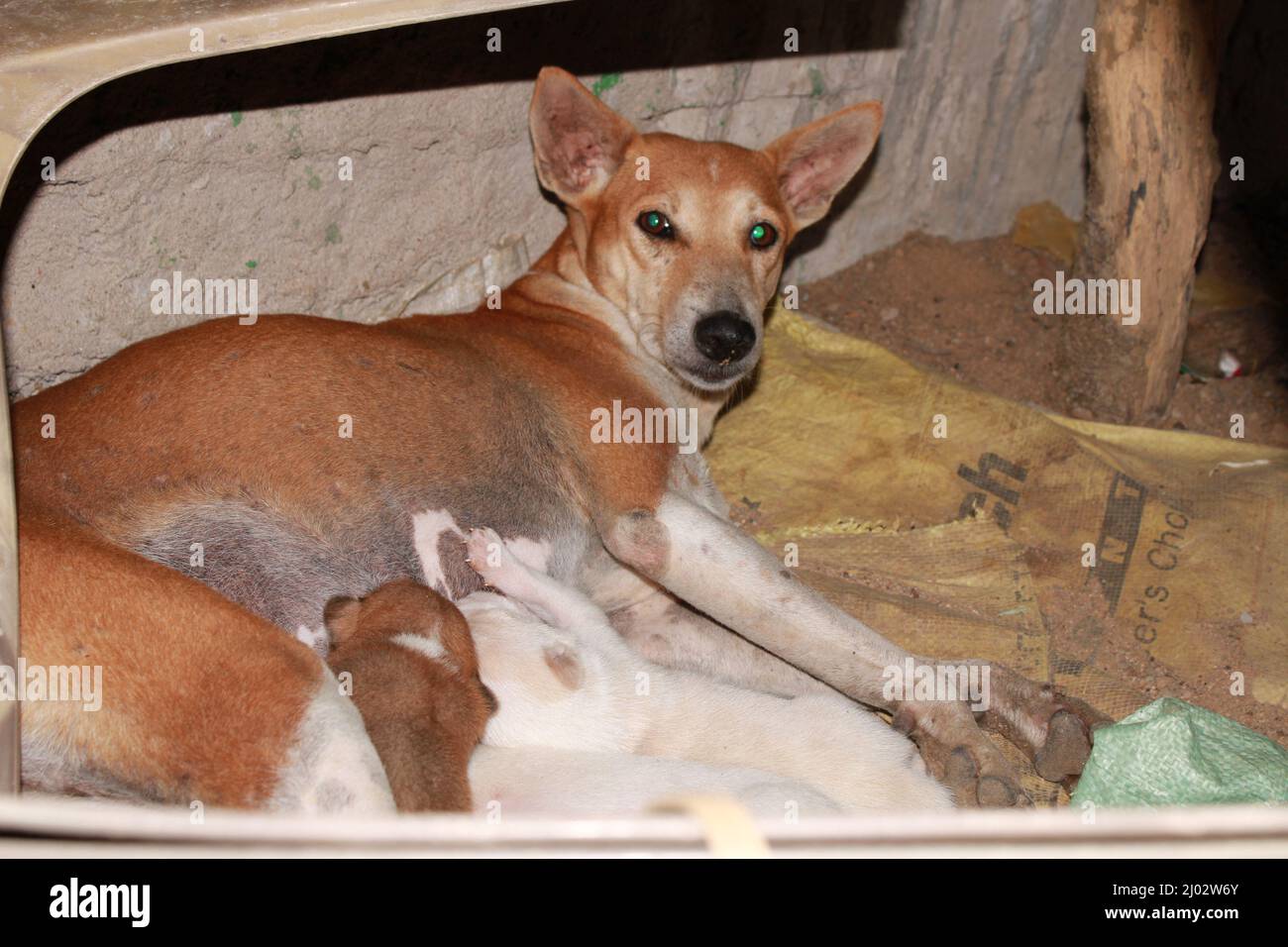 Welpen trinken Milch von ihrer Mutter. Stockfoto