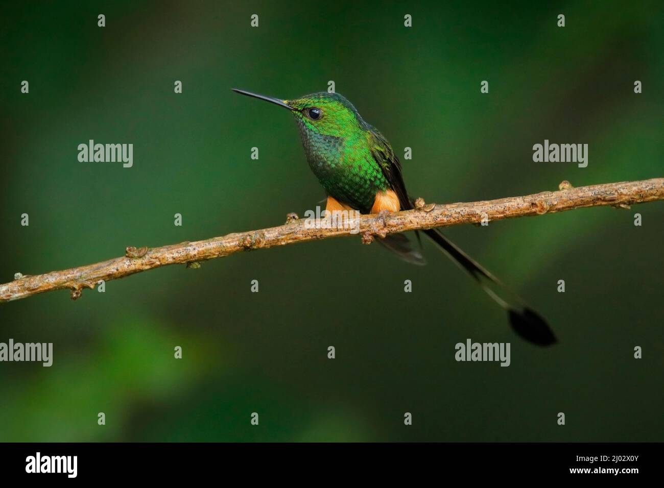 Peruvian Bucket-tail Kolibri, Ocreatus underwoodii peruanus, mit orangefarbenen Buff-Beinpuffs, Sumaco in Ecuador. Blechender, glänzender Vogel, der auf dem sitzt Stockfoto