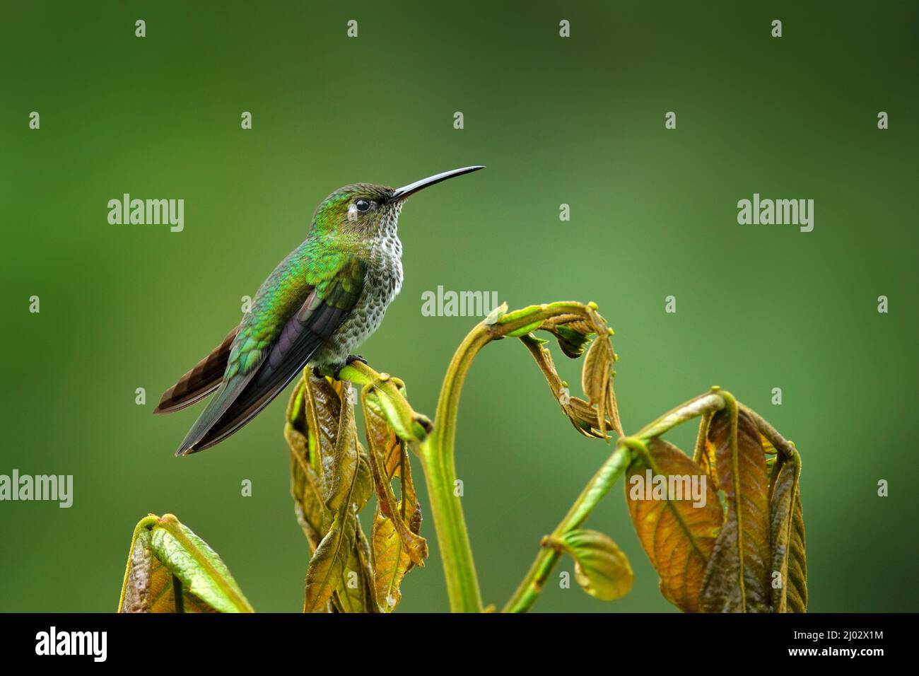 Der vielgefleckte Kolibri, Taphrospilus hypostictus, verzweigt sich im Wald. Schöner Vogel mit Wappen, der im grünen Tropenwald, Sumaco, Ecuado, sitzt Stockfoto