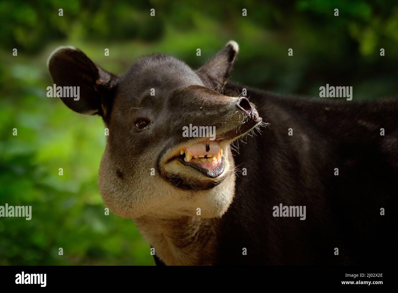 Lachend fröhliche Tapir mit offener Schnauze in der Natur. Zentralamerika Baird's Tapir, Tapirus bairdii, in grüner Vegetation. Nahaufnahme eines seltenen Anima Stockfoto