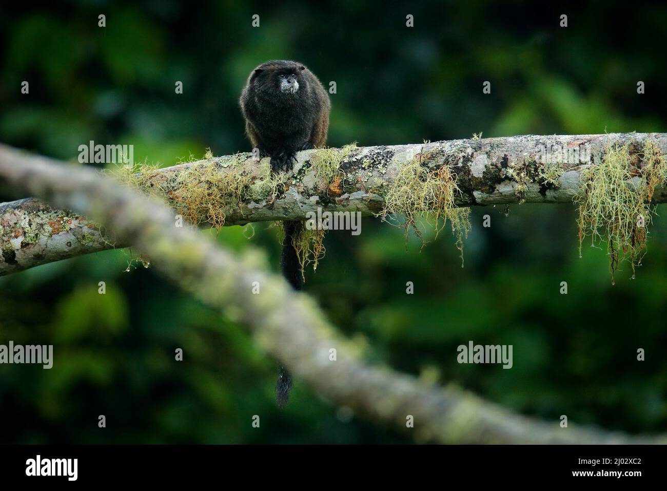 Tamarin-Affen aus dem Sumaco-Nationalpark in Ecuador. Wildlife-Szene aus der Natur. Tamarin sitzt auf dem Baumzweig im tropischen Dschungel f Stockfoto