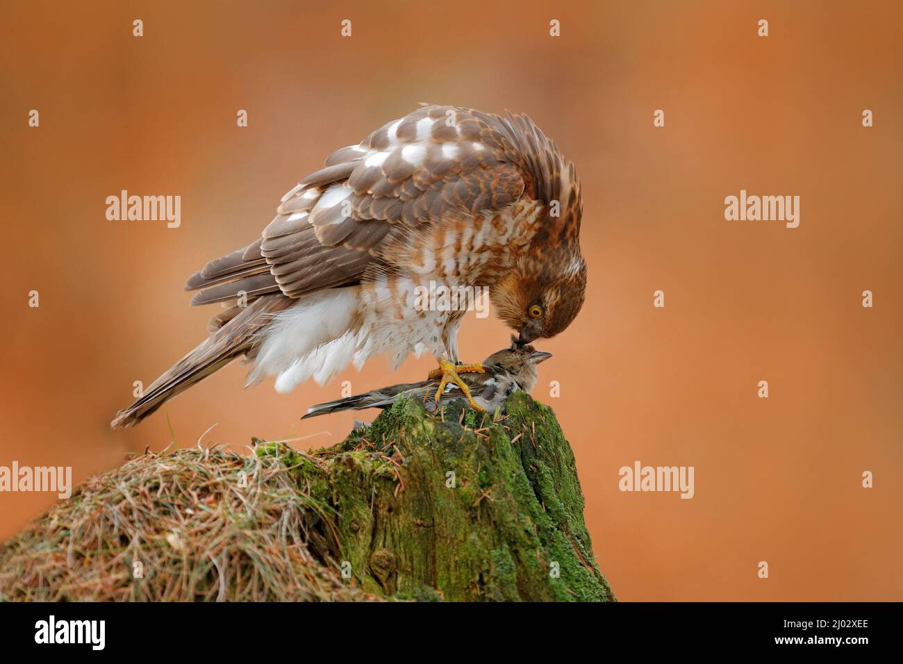 Sparrowhawk, Accipiter nisus, sitzender grüner Baumstamm im Wald mit gefangenem kleinen singvögel. Tierwelt Tierszene aus der Natur. Eurasischer Vogel in Stockfoto