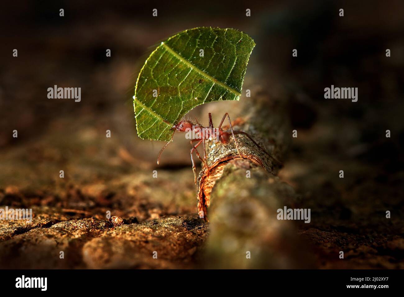 Atta Ameise, Leafcutter Ameisen, Costa Rica, Makro einer roten BlattlausenAmeise Stock Foto. Costa Rica, Blattschneideanter im Naturlebensraum. Tropic Insect w Stockfoto