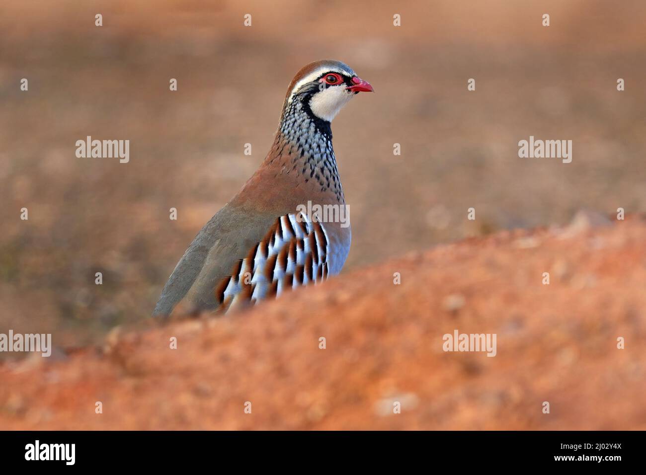 Rotbeinige Rebhuhn, Alectoris rufa, Gamebird in Fasanenfamilie Phasianidae, auf der Schotterstraße, Spanien in Europa. Rebhuhn in der Natur Lebensraum. B Stockfoto