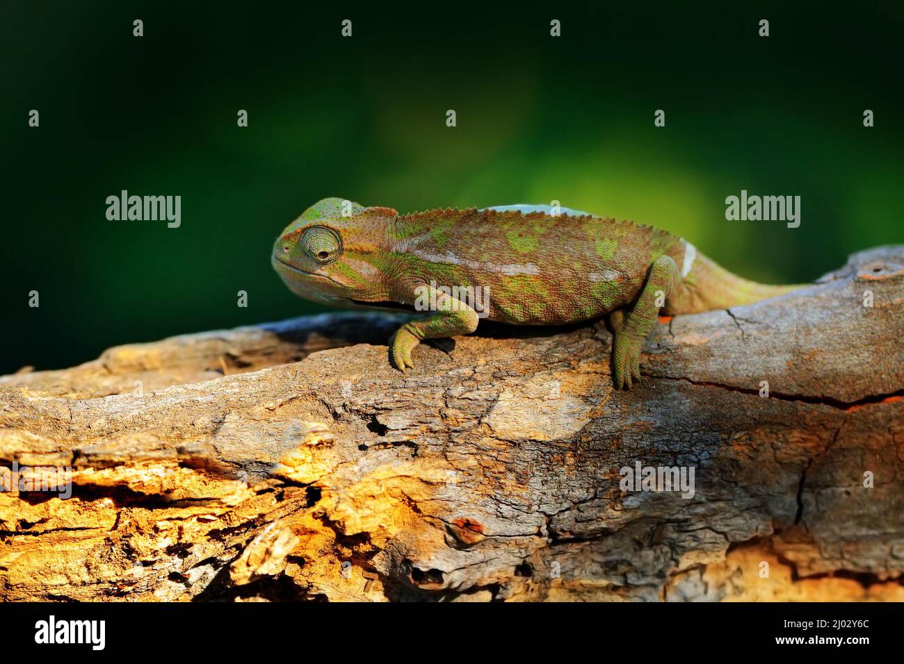 Elliots chameleon -Fotos und -Bildmaterial in hoher Auflösung – Alamy