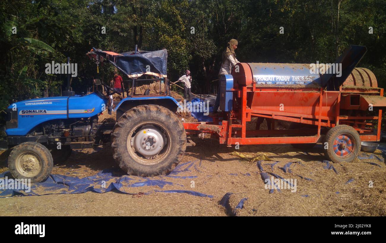 Bhadrak, Odisha, Indien, 07. Januar 2020 : Arbeiter füttern manuell geerntete Reisbuschels in eine Dreschmaschine mit Traktor, um Reis zu trennen. Stockfoto