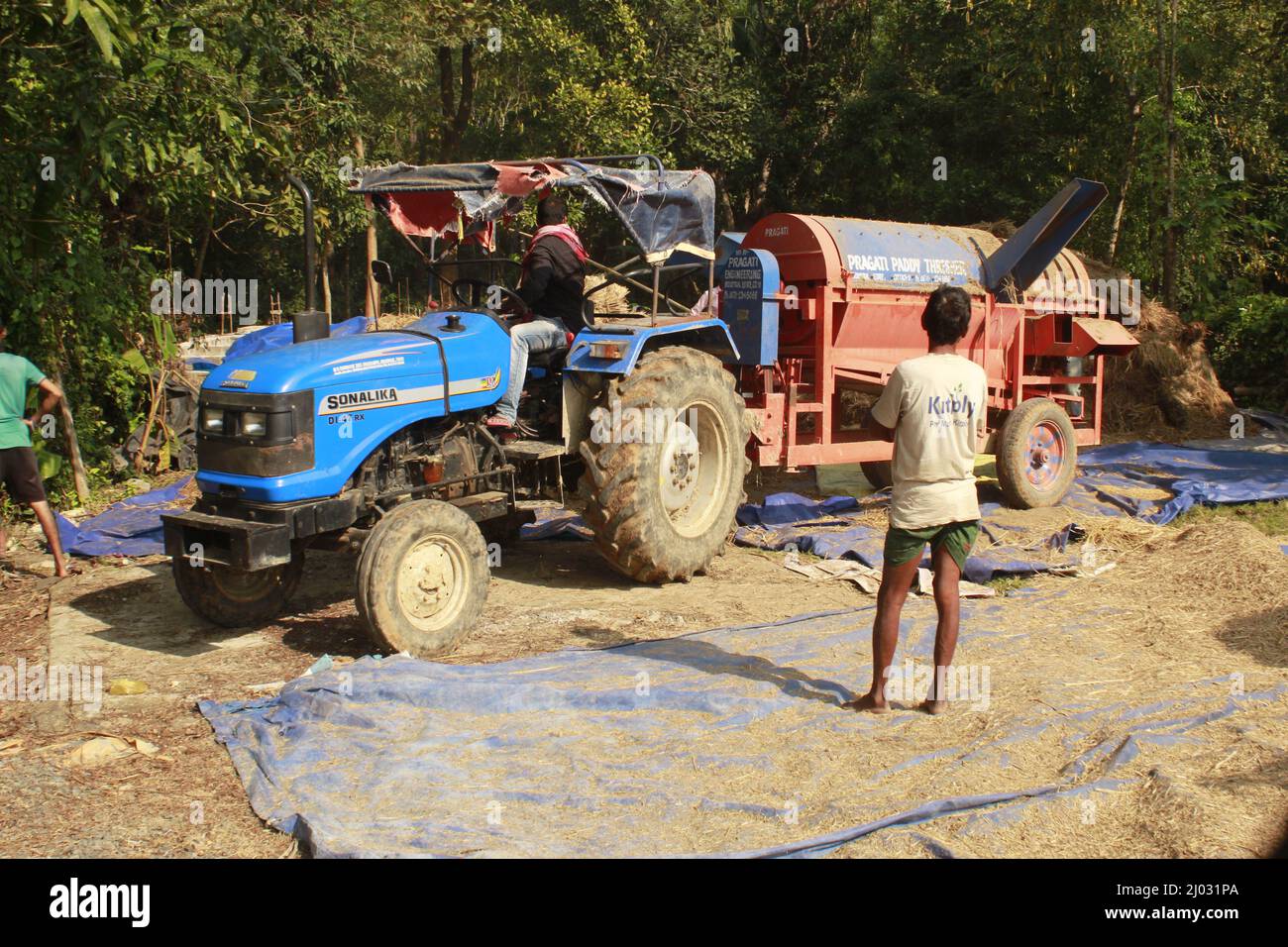 Bhadrak, Odisha, India, 07 January 2020 :Arbeiter füttern manuell geerntete Reisbuschels in eine Dreschmaschine mit Traktor, um Reis zu trennen. Stockfoto