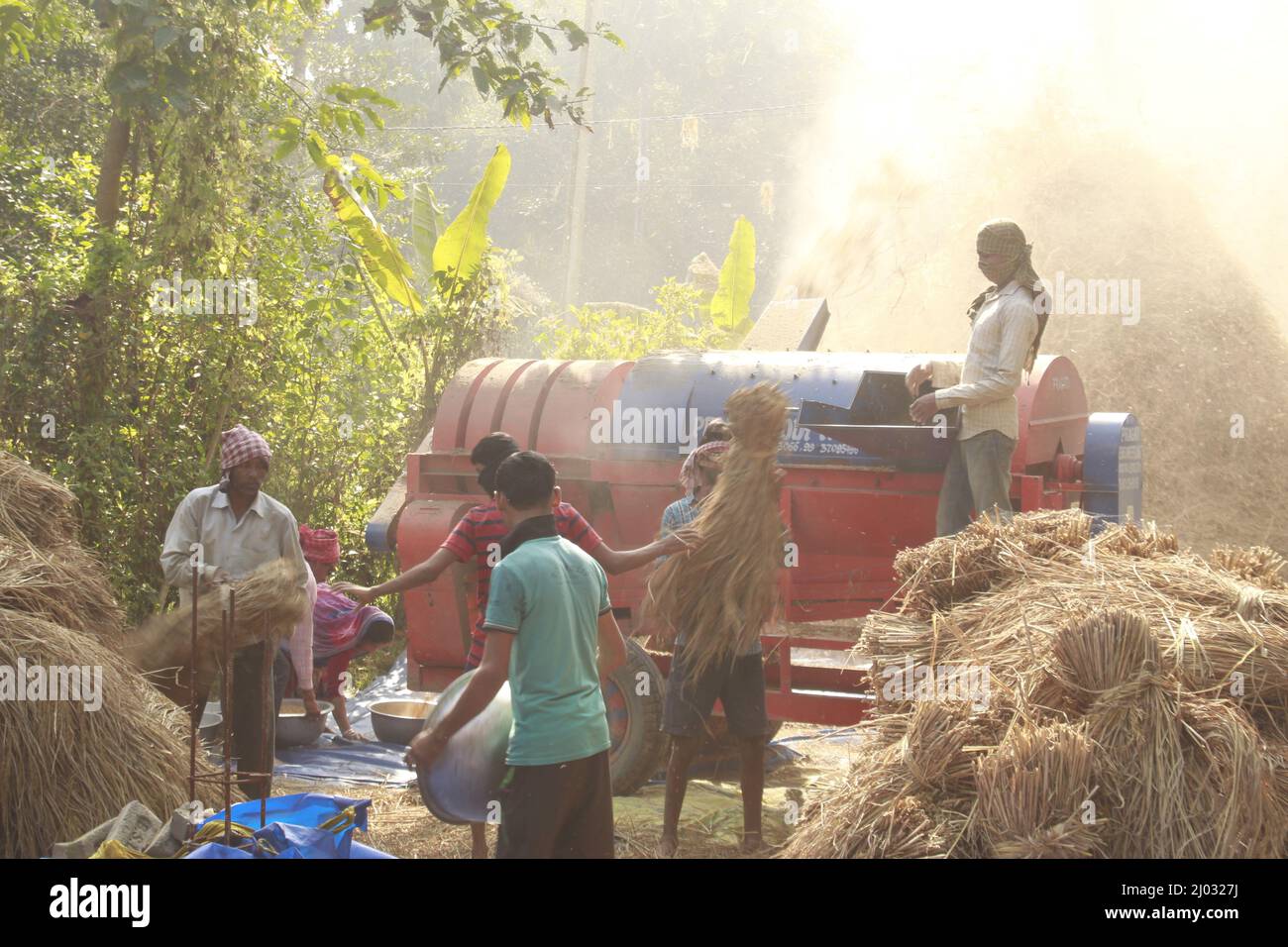 Bhadrak, Odisha, India, 07 January 2020 :Arbeiter füttern manuell geerntete Reisbuschels in eine Dreschmaschine mit Traktor, um Reis zu trennen. Stockfoto