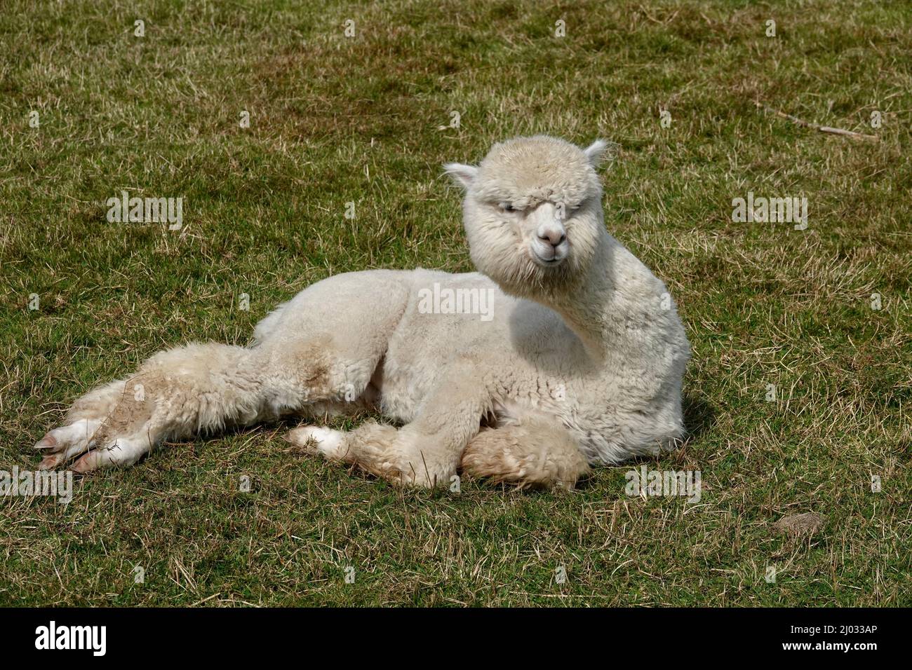 Niedliche Erwachsene Lama Alpaka liegen auf grünem Gras und starren auf die Kamera. Stockfoto