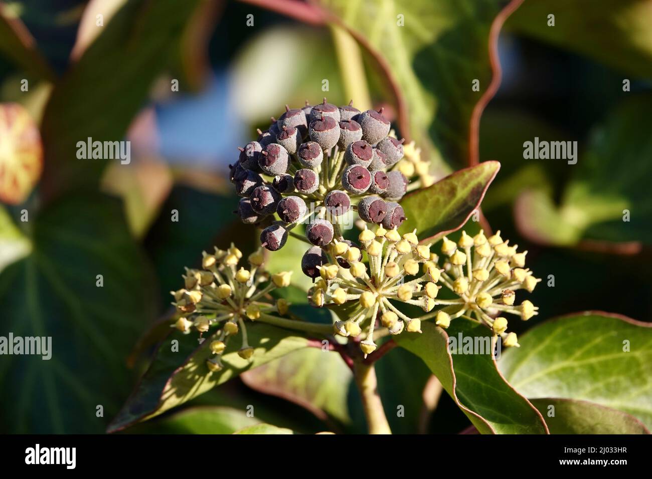 Lila reife Beeren von gemeinem Efeu Stockfoto