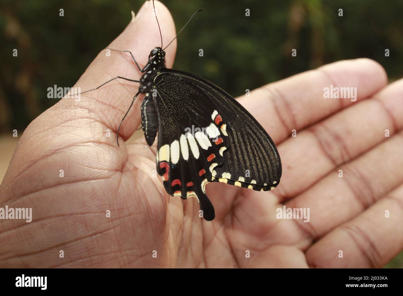 Schmetterling auf der Hand. In-Motion-Konzept isoliert, Copy Space Stockfoto