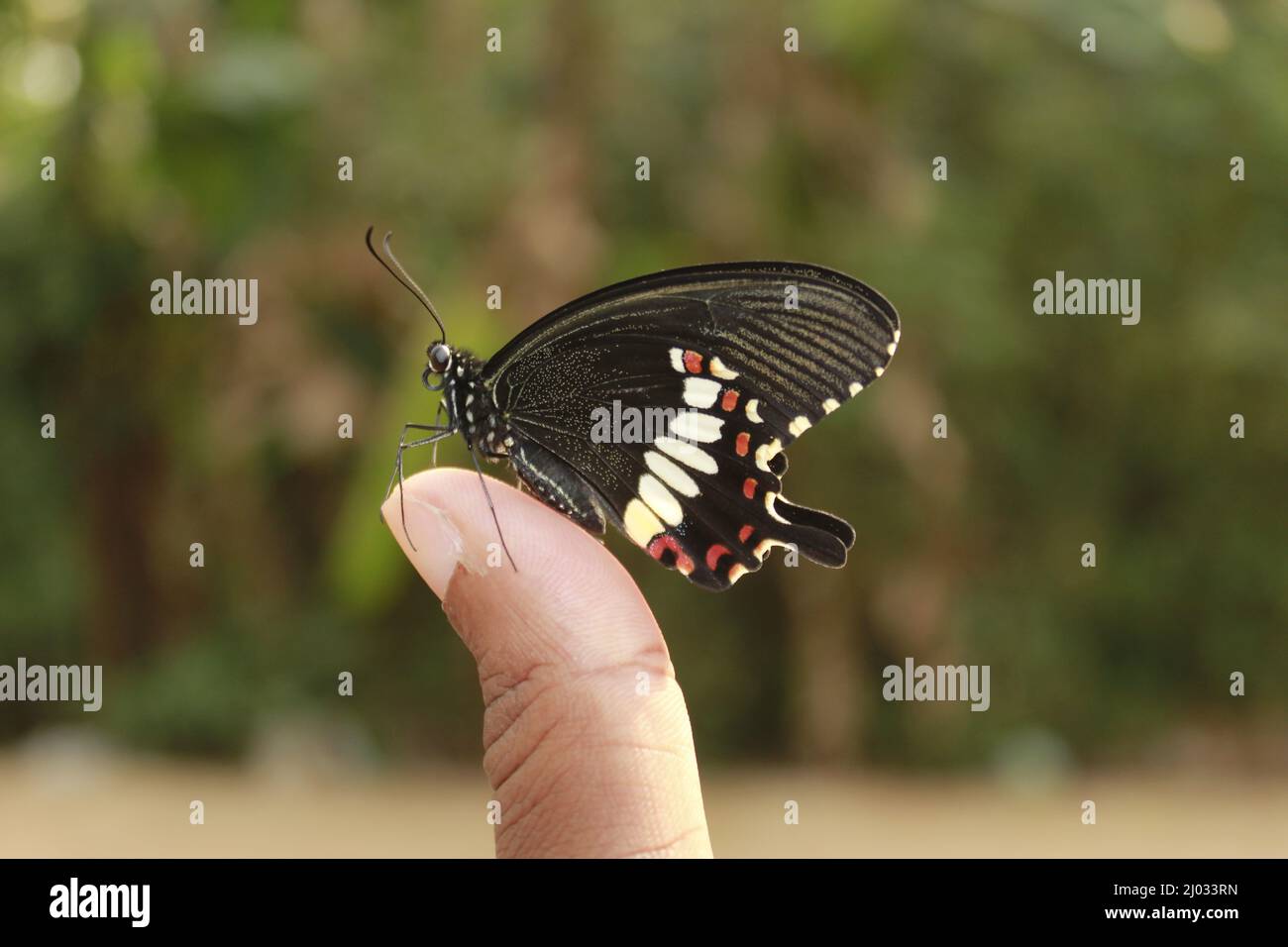 Schmetterling auf der Hand. In-Motion-Konzept isoliert, Copy Space Stockfoto