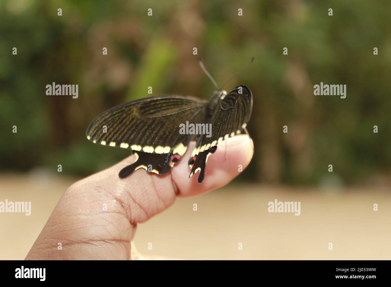 Schmetterling auf der Hand. In-Motion-Konzept isoliert, Copy Space Stockfoto