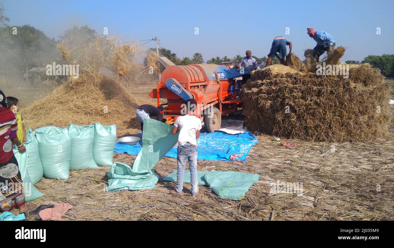 13. Januar 2020, indische Bauern oder Landarbeiter ernten Reis mit Paddy Thrashing, Erntemaschine oder mechanischem Reisdrescher auf dem Traktor. Stockfoto