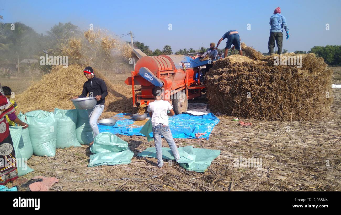 13. Januar 2020, indische Bauern oder Landarbeiter ernten Reis mit Paddy Thrashing, Erntemaschine oder mechanischem Reisdrescher auf dem Traktor. Stockfoto