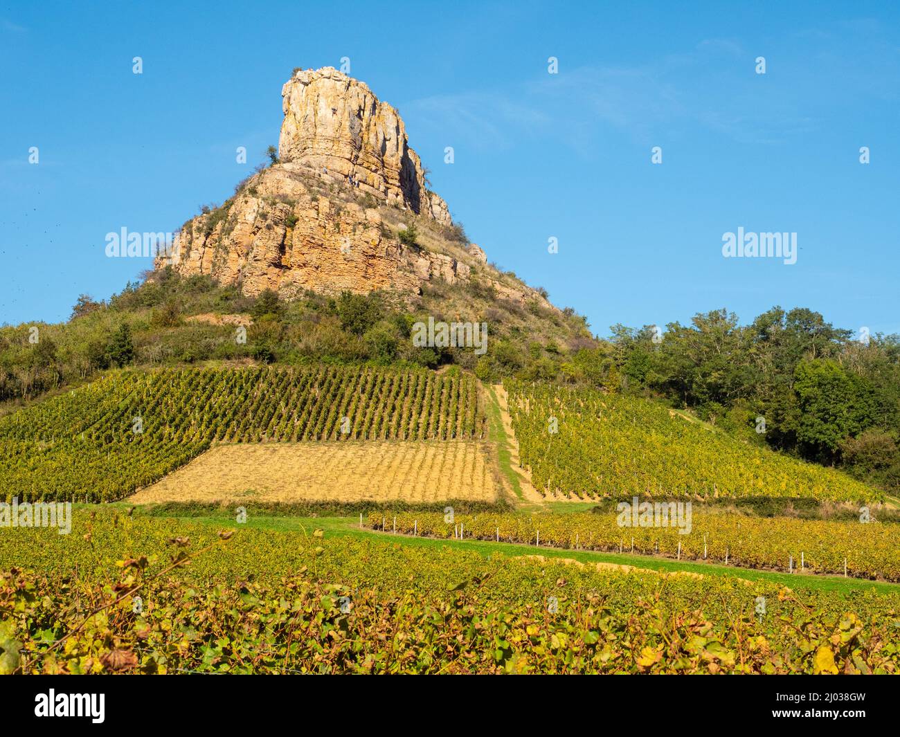 Weinreben im Herbst am Fuße des Felsens von Solutre, Saone-et-Loire, Burgund, Frankreich, Europa Stockfoto