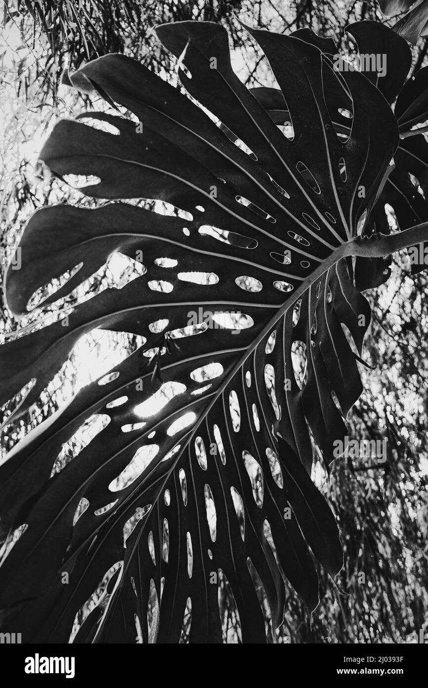 Monstera pflanzen in freier wildbahn -Fotos und -Bildmaterial in hoher  Auflsung  Alamy