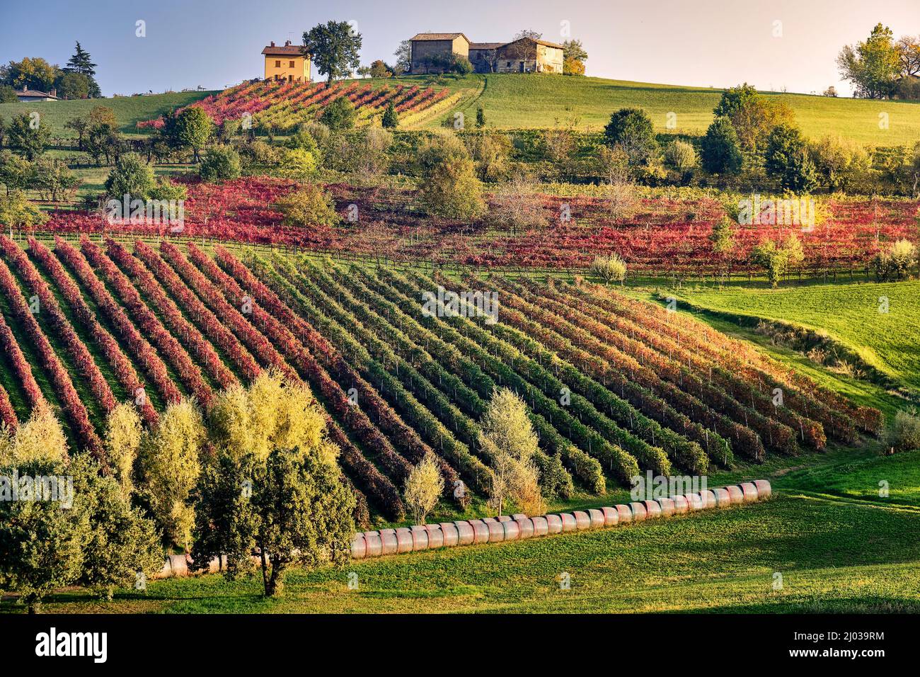 Herbstliche Landschaft mit einem Hügel voller farbiger Weinberge und einem kleinen Haus auf der Spitze, Castelvetro di Modena, Emilia Romagna, Italien, Europa Stockfoto