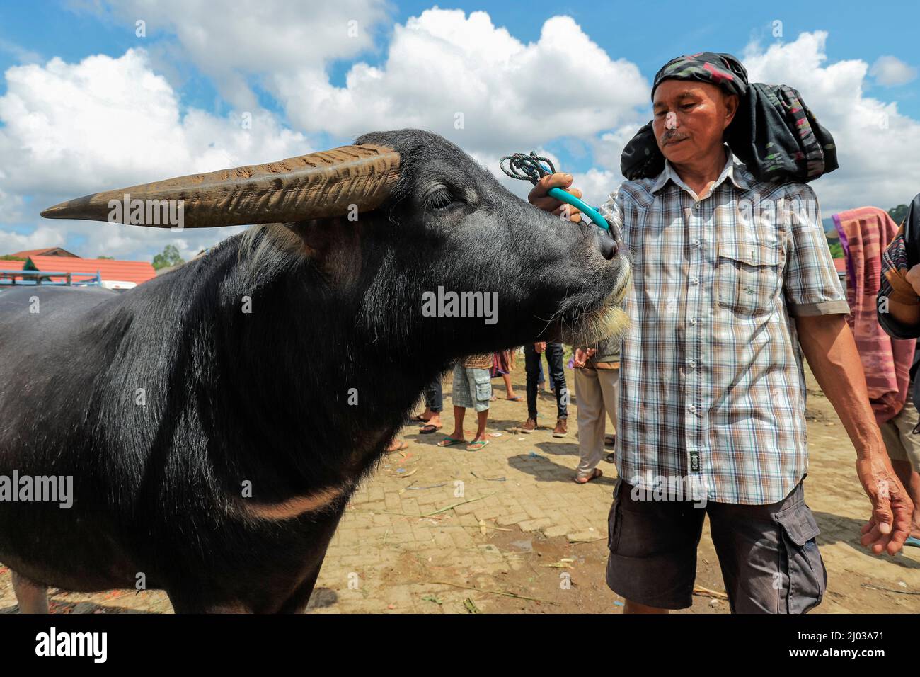 Mann und Büffel auf Asiens größtem Büffelmarkt, Bolu in der Nähe der nördlichen Hauptstadt, Bolu, Rantepao, Toraja, Sulawesi, Indonesien Stockfoto