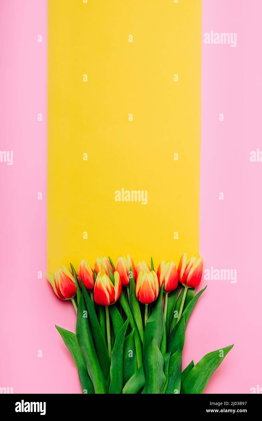 Frische, schöne rote und gelbe Tulpen auf rosa Hintergrund mit gelbem Platz für Text. Frühling, Frauentag, 8. März Konzept. Vertikale Karte, Top vie Stockfoto