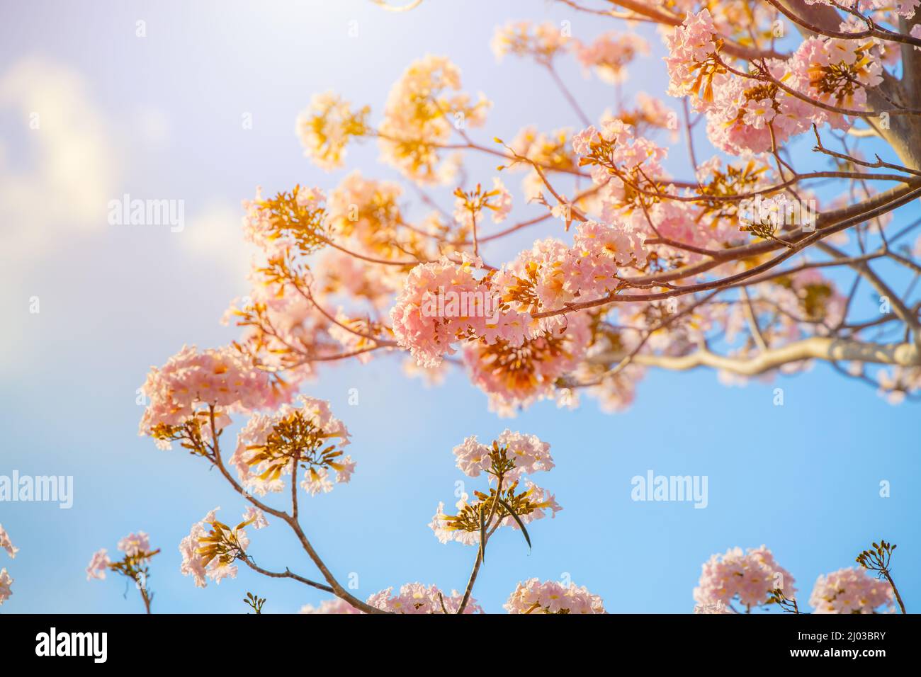 Pink Tecoma Rosy Trompete Baum schöne Natur Blume gegen blauen sonnigen Himmel. Stockfoto