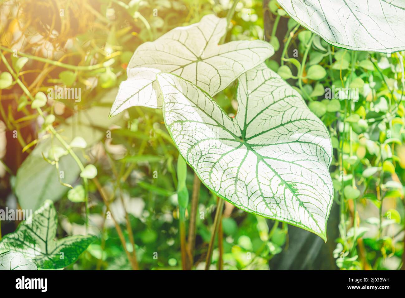 Alocasia macrorrhizos Bleiche Weiße Blatt grüne Pflanze. Pflanzenkrankheit Symptome beliebte Dekoration in asiatischen Garten. Stockfoto