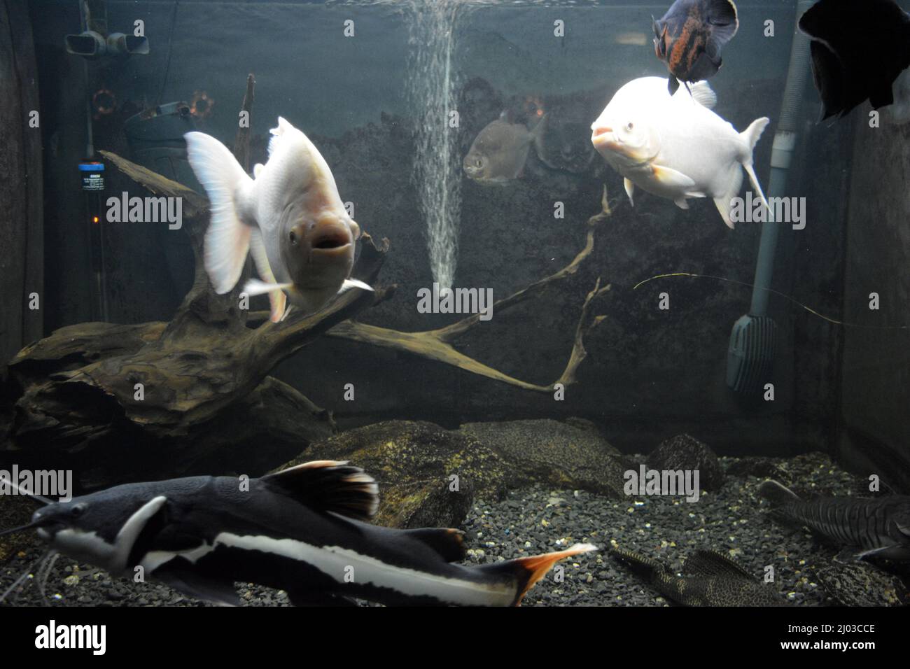 Helle und bunte, weiße kleine Fische, die im Aquarium der Süßwassertiere leben, Fische in der Stadt Dnipro, Dnipropetrovsk. Stockfoto