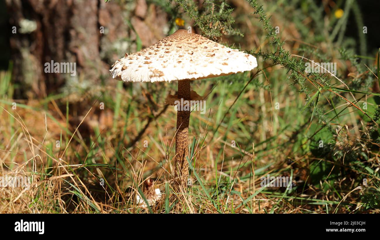 Macrolepiota procera, der Sonnenschirm Pilz Stockfoto