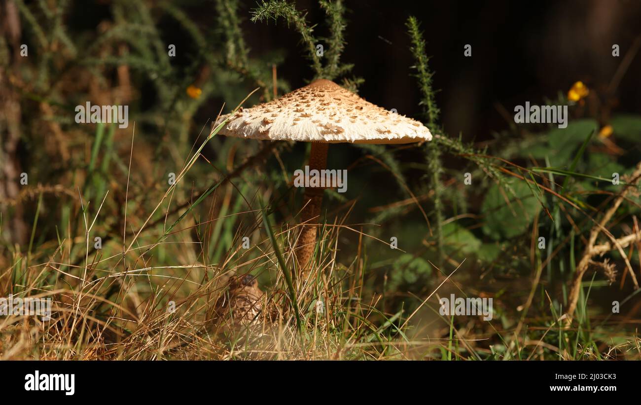 Macrolepiota procera, der Sonnenschirm Pilz Stockfoto
