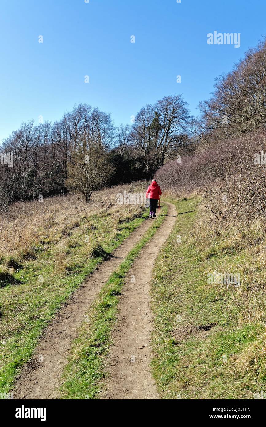 Eine reife Frau in einer roten Jacke, die an einem sonnigen Wintertag auf dem North Downs Way im Ranmore Common Dorking Surrey England unterwegs ist Stockfoto