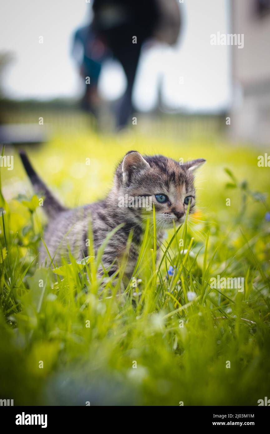 Unschuldige neugeborene Hauskatze entdeckt Wildtiere rund um das Haus und erfährt eine unmittelbare Entwicklung hinsichtlich neuer Empfindungen. Blauäugig grau und bla Stockfoto