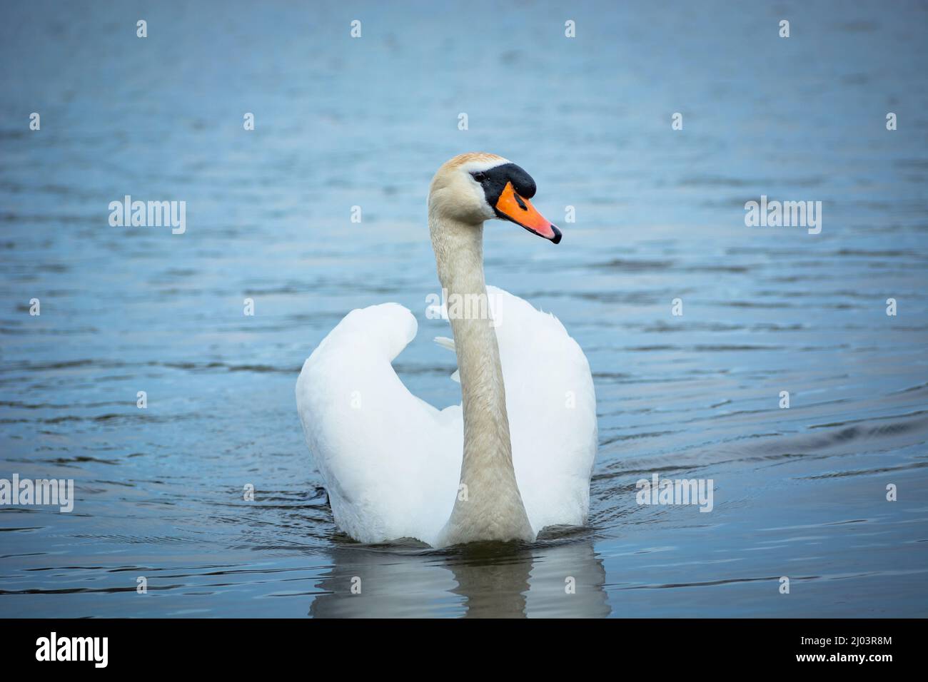 Ein weißer stummer Schwan, der im Wasser schwimmend ist, Frühlingstag Stockfoto