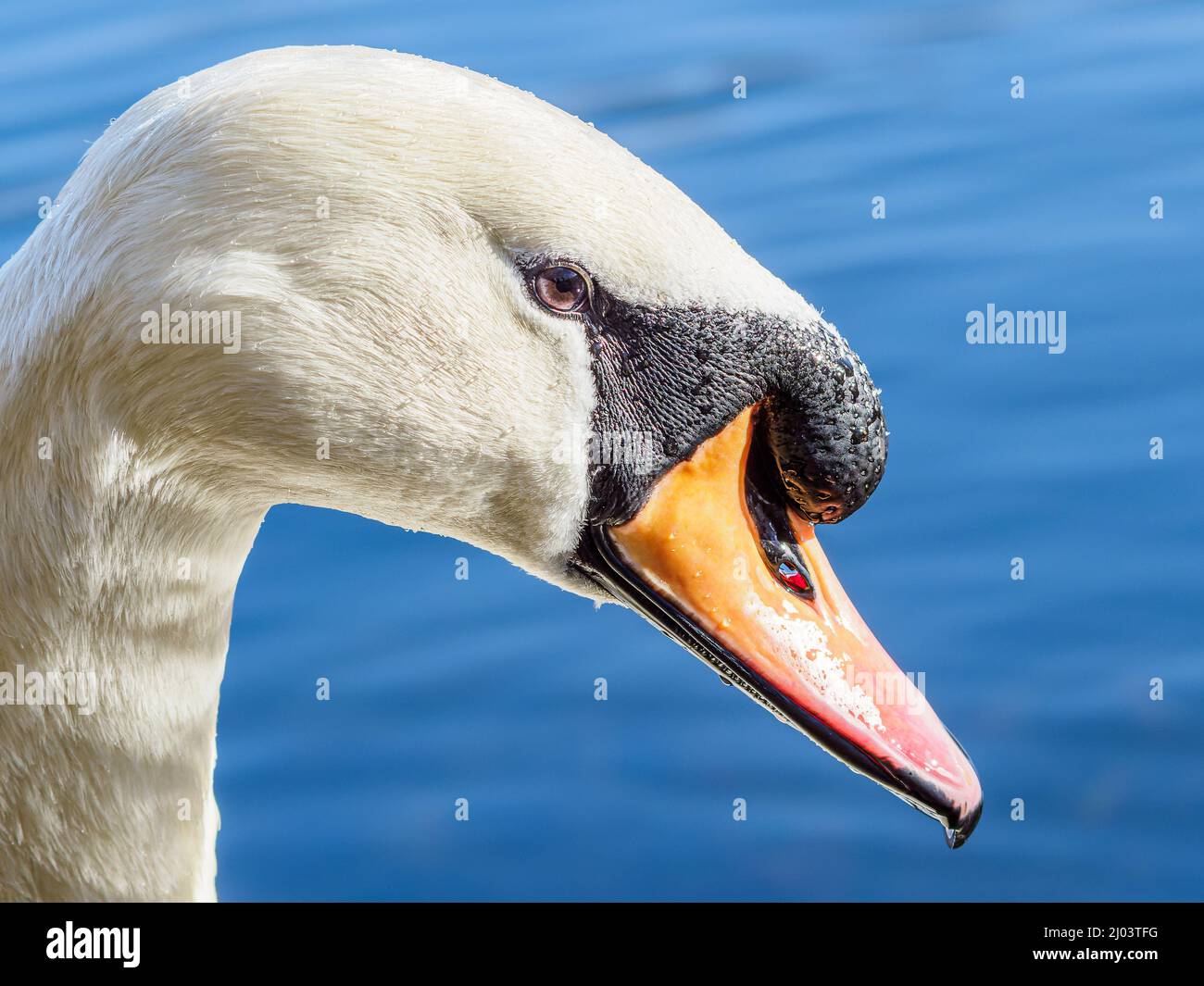 Nahaufnahme eines schönen stummen Schwans Stockfoto