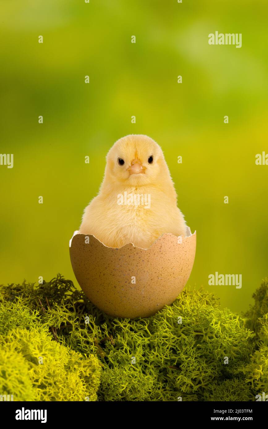 Osterbild eines lustigen kleinen Kükens, das in einem zerbrochenen Ei sitzt Stockfoto