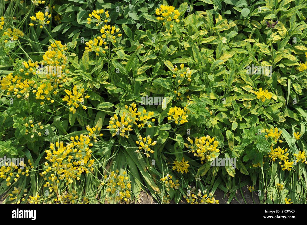 Gelber Knoblauch (Allium Moly) blüht im Juni in einem Garten Stockfoto