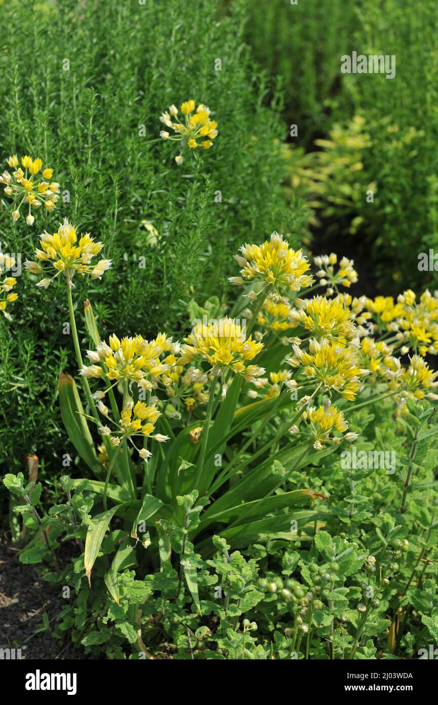 Gelber Knoblauch (Allium Moly) blüht im Juni in einem Garten Stockfoto