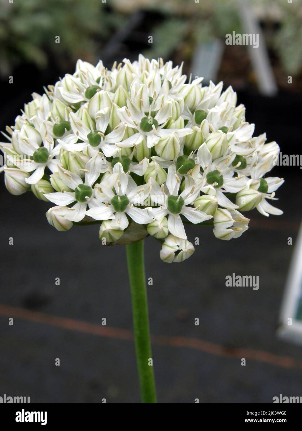 Allium monspessulanum Fotos und Bildmaterial in hoher Auflösung Alamy