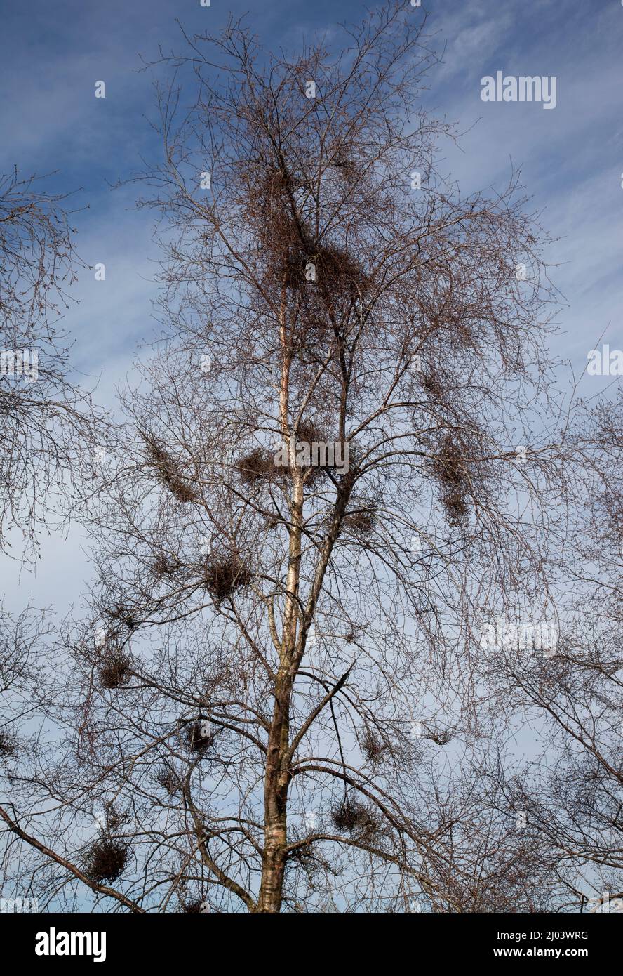 Krähen brüten im Baum Stockfoto