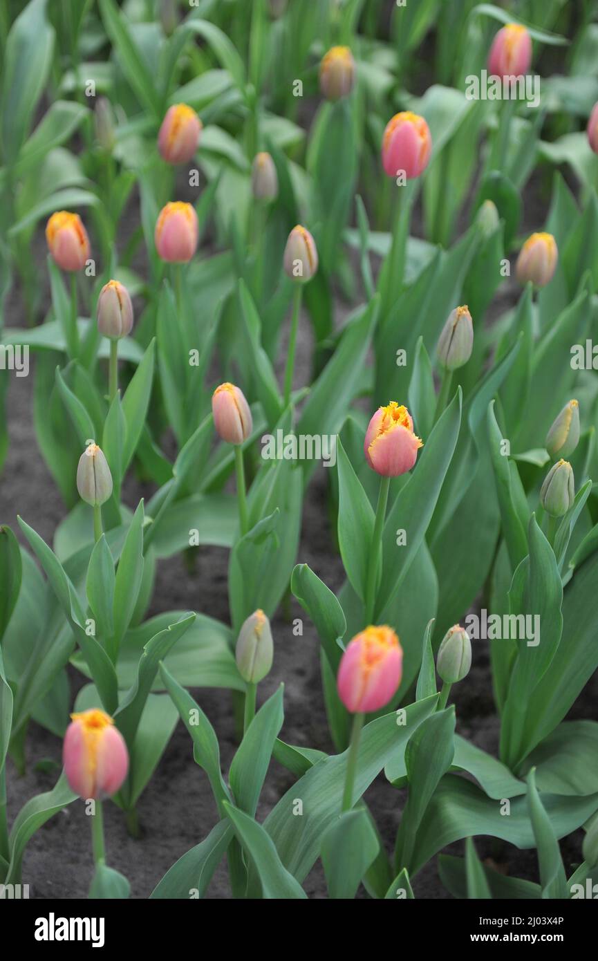 Rosa mit gelben Rändern umsäumte Tulpen (Tulipa) Lech Kaczynski blüht im März in einem Garten Stockfoto