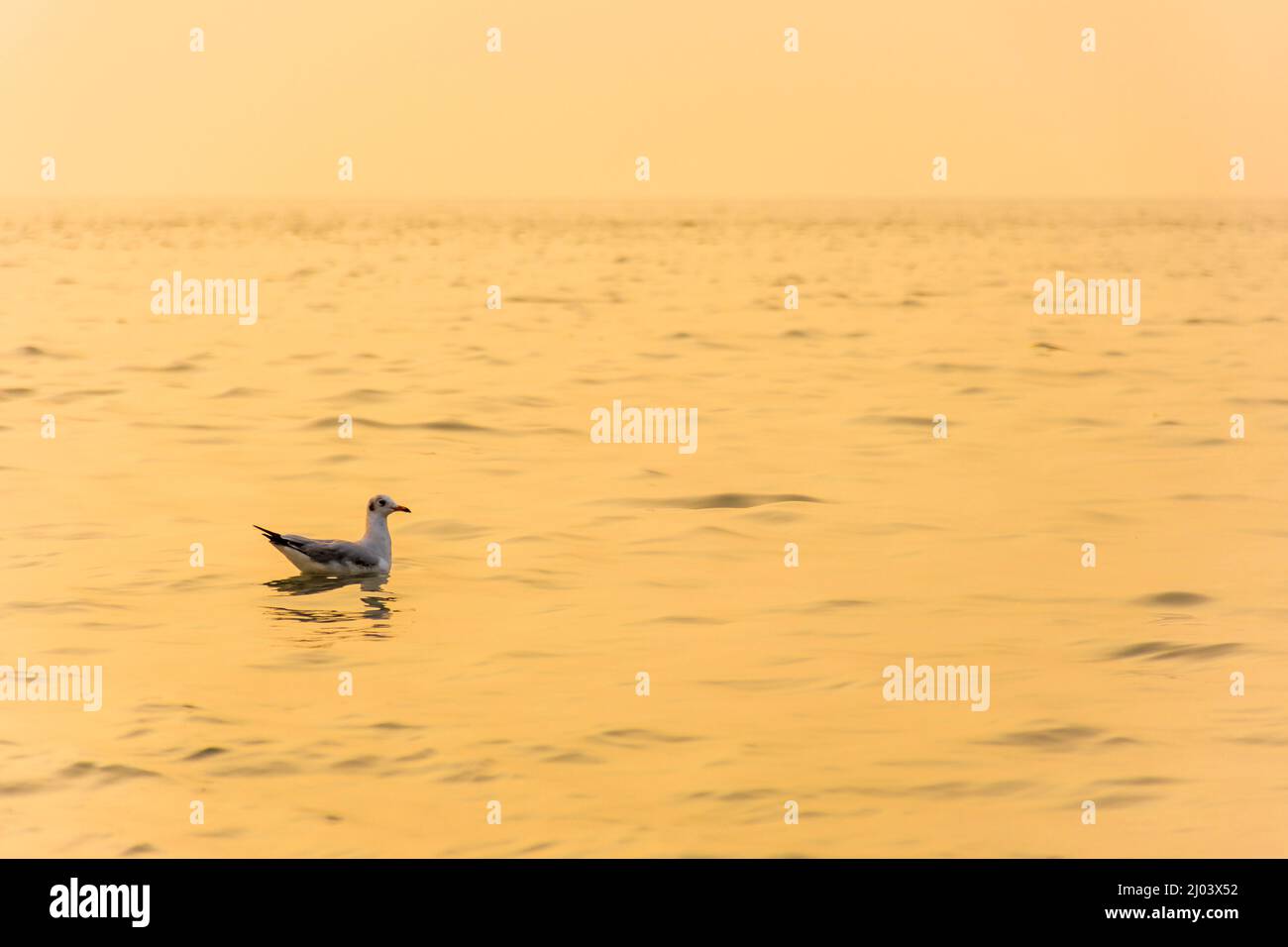 Möwe, Larus spp, Schwimmen auf der Goldenen Stunde des Sonnenuntergangs im Meer Stockfoto