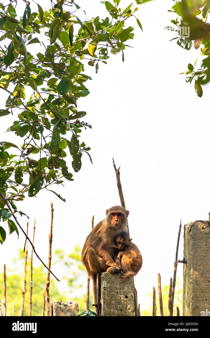 Rhesus Macaque Affe mit Baby Stillen in den Sundarbans Stockfoto