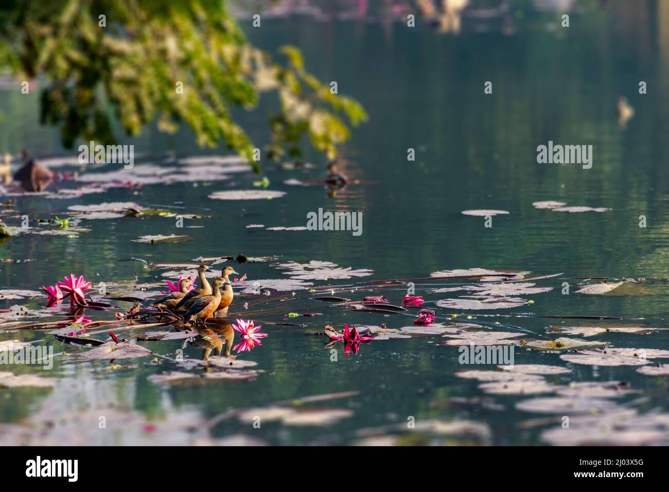 Zugvögel, Vögel, Enten, Pfeifenten, Pfeifenten, Fulvous-Ente, Dendrocygna bicolor, bicolor, auf dem See von JU, Dhaka Stockfoto