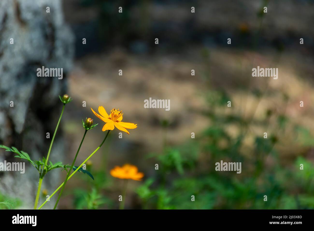 Gelb, bollig, Butterblume, St. Anthony's, Rübe, Ranunculus bulbosus, Blume, Blüte, Nahaufnahme Stockfoto