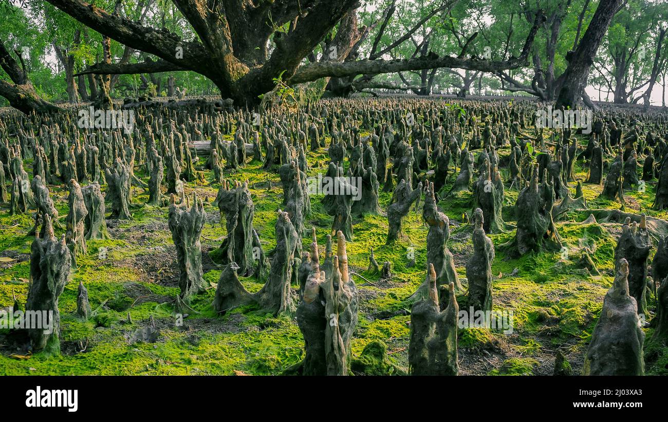 Pneumatophores des Mangrovenwaldbeckens mit grünem Moos, das auf dem nassen Boden auf Bangladesh Sundarbans wächst Stockfoto