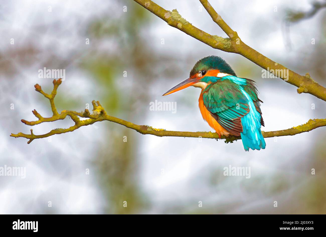 Kingfisher thronte auf einem Ast. Das Bild ist eine digitale Kunstkreation. Stockfoto