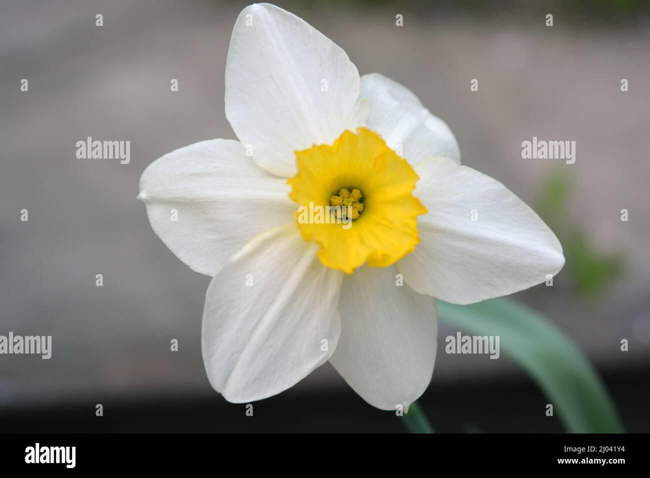 Schöne und helle Fotos von Wohnlandschaft mit schönen blühenden Blumen. Große Blüten und Knospen von Narzissen, Narzissen und Jonquil. Stockfoto