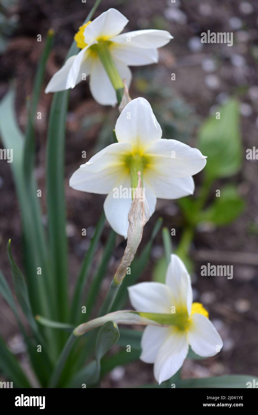 Schöne und helle Fotos von Wohnlandschaft mit schönen blühenden Blumen. Große Blüten und Knospen von Narzissen, Narzissen und Jonquil. Stockfoto